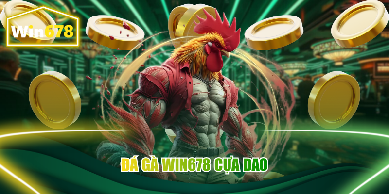 Đá gà Win678 cựa dao